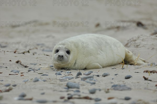 Grey seal (Halichoerus grypus)