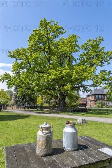 Two milk cans are standing on a table in front of the village oak in the centre of the Rundlingsdorf Kuesten