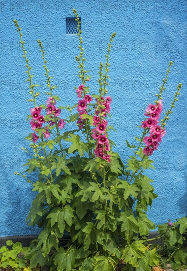 Hollyhocks (Alcea rosea) at a blue wall in a small street in the idyllic downtown of Ystad