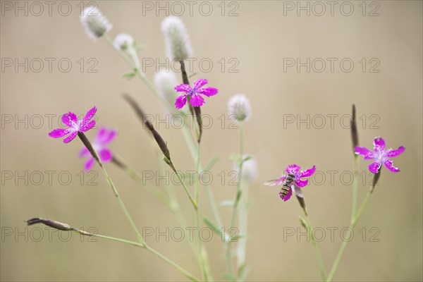 Maiden pinks (Dianthus deltoides) with hoverfly and Rabbitfoot clover (Trifolium arvense)