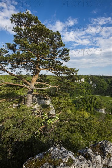 View from Stiegelesfelsen