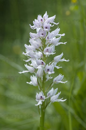 Monkey orchid (Orchis simia)