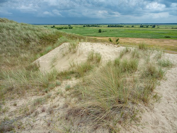 Dry sandy grassland in the Binnenduenen nature reserve near Klein Schmoelen