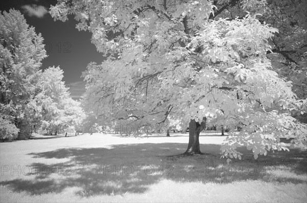 Infrared image