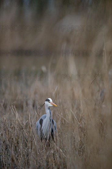 A grey heron (Ardea cinerea) standing in riparian vegetation