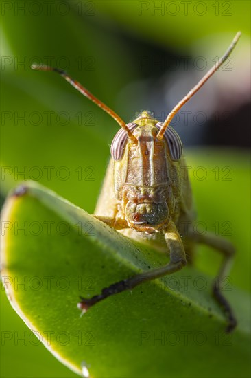 Egyptian locust (Anacridium aegyptium) on a plant