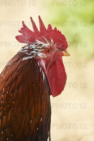 Chicken (Gallus gallus domesticus)