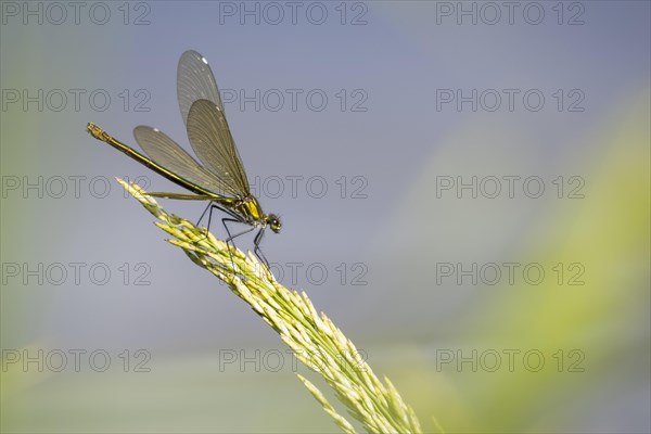 Banded demoiselle (calopteryx splendens)