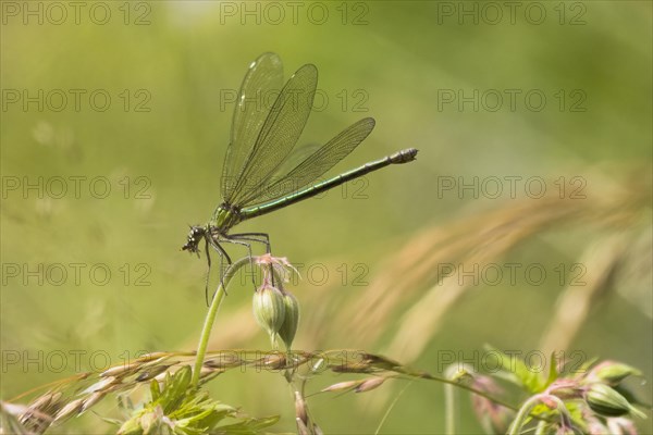 Banded demoiselle (calopteryx splendens)