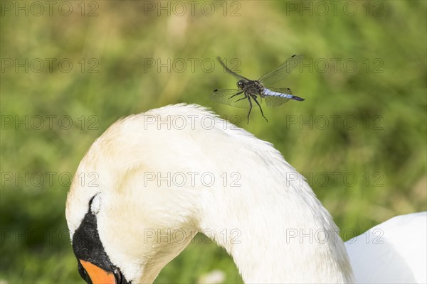 Approach of Greater Blue Arrow Black-tailed Skimmer (Orthetrum cancellatum)