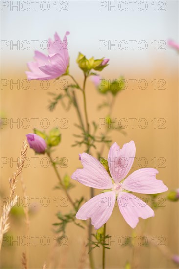 Musk-mallow (Malva moschata)