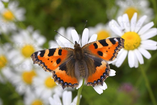 Small tortoiseshell (Aglais urticae) butterfly sitting on daisy flower (Leucanthemum)