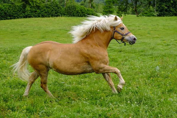 Haflinger