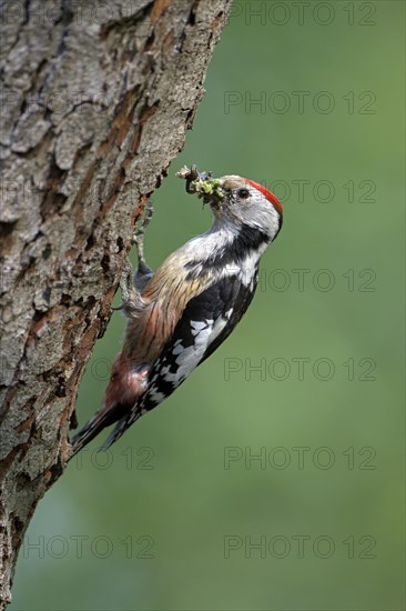 Middle spotted woodpecker (Dendrocopos medius)