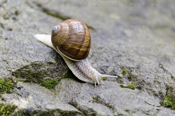 Burgundy snail (Helix pomatia) crawling over a wet stone