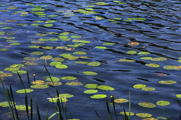 Lily pads