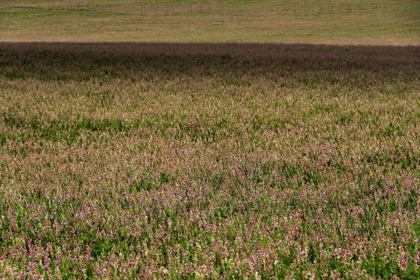 Alfalfa field in Limagne plain