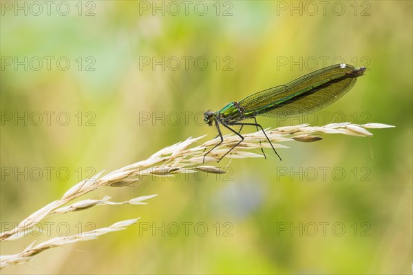 Banded demoiselle (calopteryx splendens)