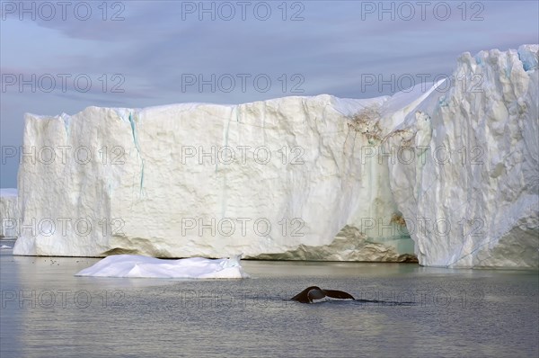 Humpback whale dives in front of icebergs