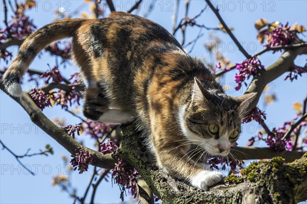 Cat (Felis catus)