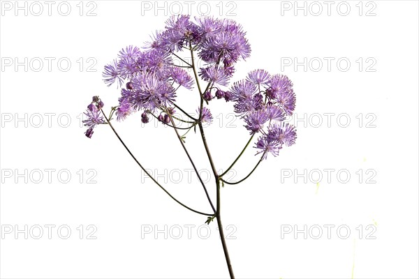 Greater meadow-rue (Thalictrum aquilegiifolium) on white ground