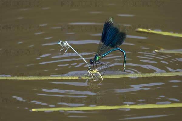 Banded demoiselle (calopteryx splendens)