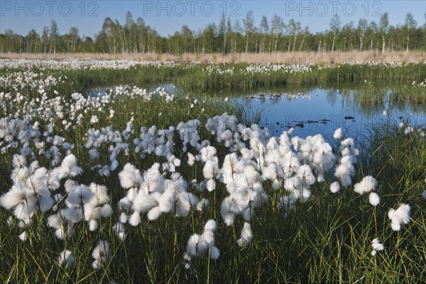 Common cottongrass (Eriophorum angustifolium) in a rewetting area