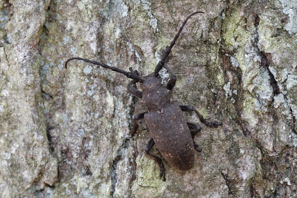 Weaver beetle (Lamia textor)