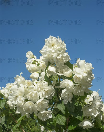 Jasmine flowers in a garden in Ystad