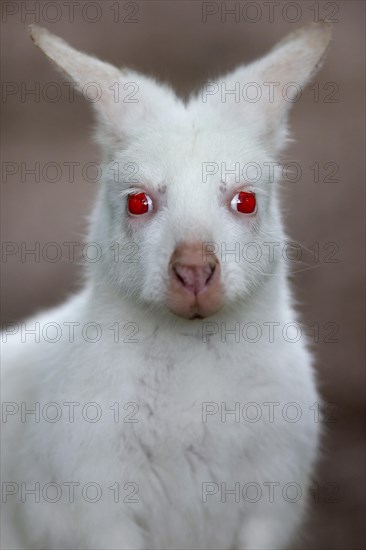 Red-necked wallaby (Macropus rufogriseus)