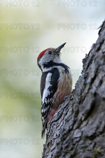 Middle spotted woodpecker (Dendrocopos medius)