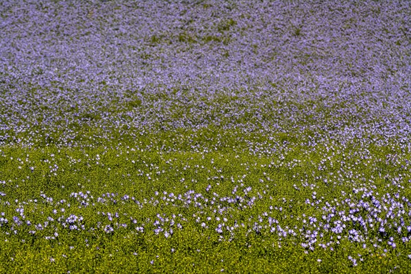 Flax (Linum usitatissimum) field in flower