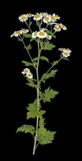 Feverfew (Tanacetum parthenium)