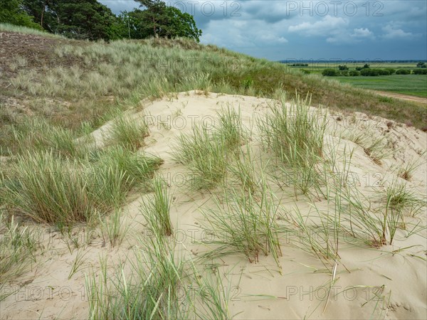 Dry sandy grassland in the Binnenduenen nature reserve near Klein Schmoelen