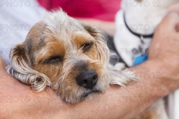 Cute terrier puppy look on as master holds her in his lap