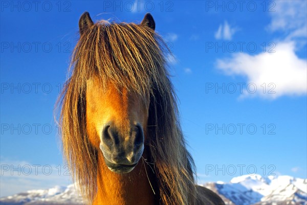 Icelandic horse