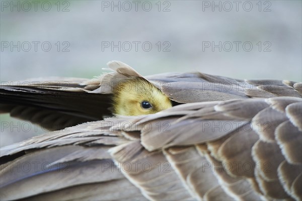 Canada goose (Branta canadensis) chick under the feathers of its mother