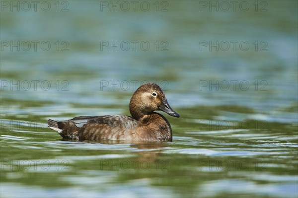 Common pochard (Aythya ferina)