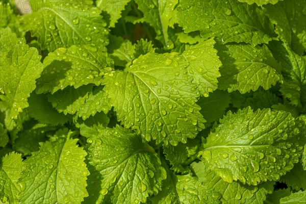 Young plants of Black Mustard (Brassica nigra)