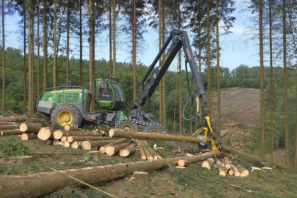 Harvester harvesting spruce infested with Grained spruce bark beetle (Cryphalus abietis)