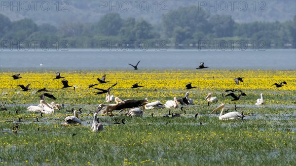 Cormorants (Phalacrocoracidae) and Dalmatian pelicans (Pelecanus crispus) fishing at Lake Kerkini with yellow flowers in the background