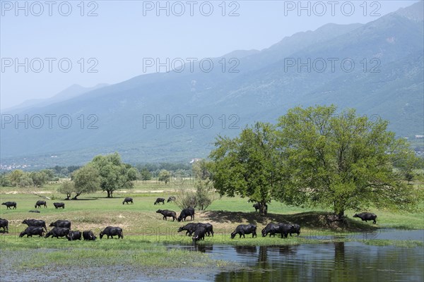Asian water buffalo (Bubalus bubalis) grazing in wetland