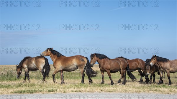 Free-roaming horses