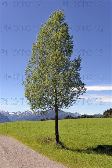 Deciduous tree