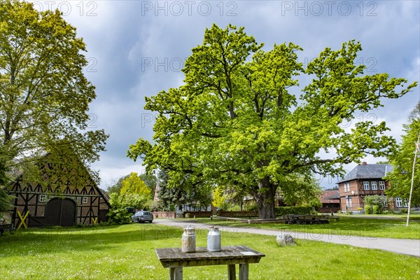 Two milk cans are standing on a table in front of the village oak in the centre of the Rundlingsdorf Kuesten