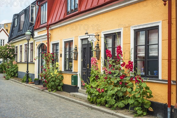 Hollyhocks (Alcea rosea) and roses at houses in a small street in the idyllic downtown of Ystad