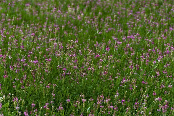 Alfalfa field in Limagne plain