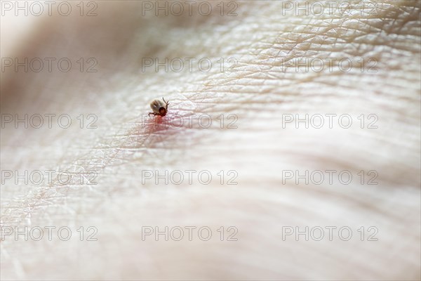 Castor Bean Tick (Ixodes ricinus)