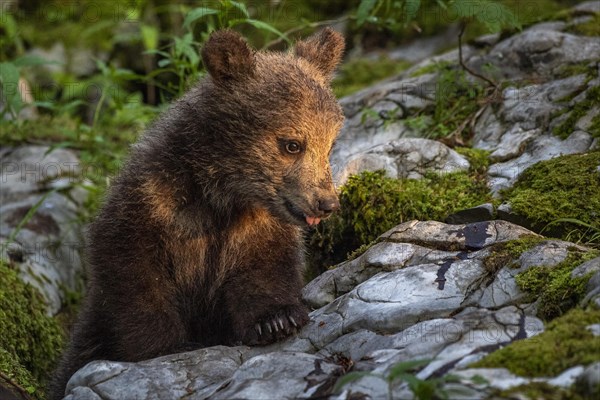 European brown bear (Ursus arctos arctos)