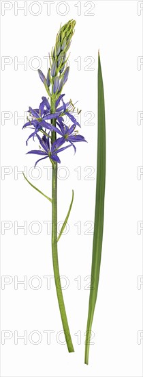 Camassia quamash (Camassia quamash)